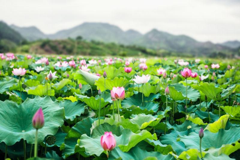 Đặc điểm và vẻ đẹp thanh tao của hoa sen trắng nở rộ trên mặt nước